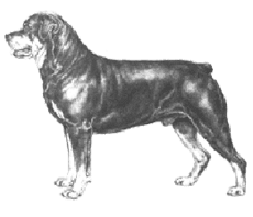 Rottweiler from DogsNZ Website